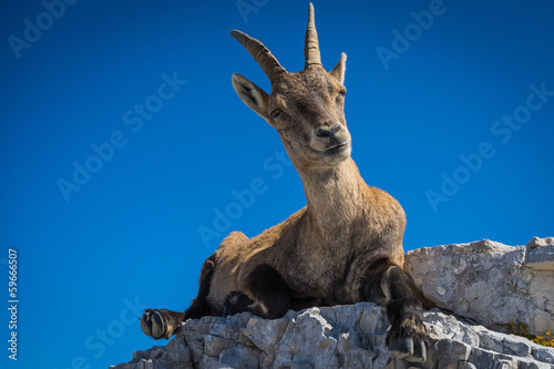 Принти на полотні Ibex on mount Montasio in Julian Alps