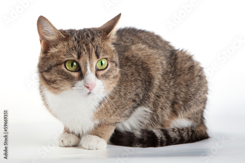 Tabby cat with green eyes on white isolated background