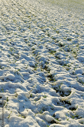 Wheat land.