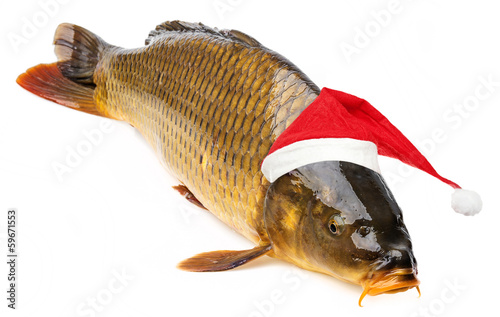 carp on a white background