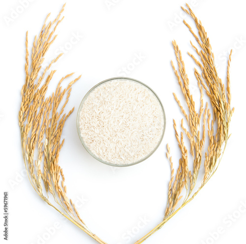 rice and paddy on a white background