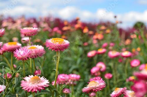 Fototapeta Naklejka Na Ścianę i Meble -  Colorful Straw Flower Meadows