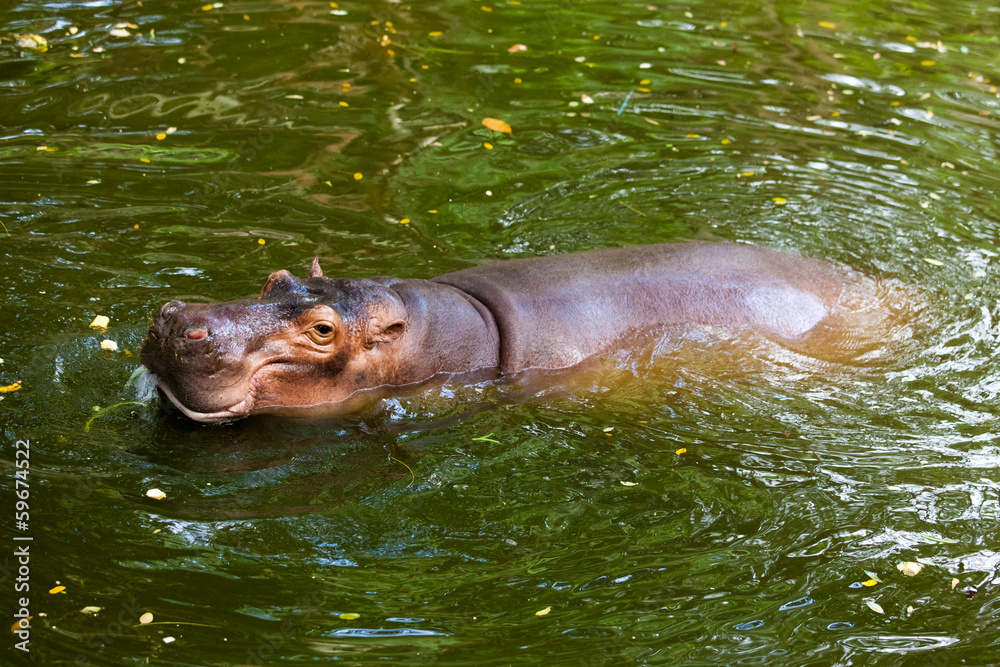 Fototapeta premium Hippopotamus.