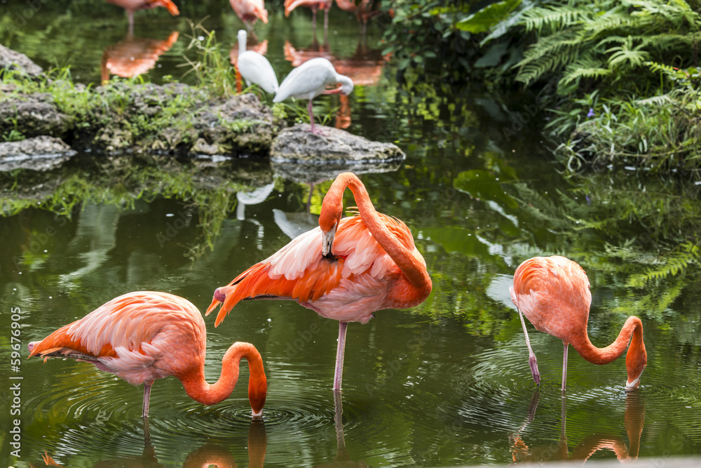 Fototapeta premium Pink Flamingo in Florida
