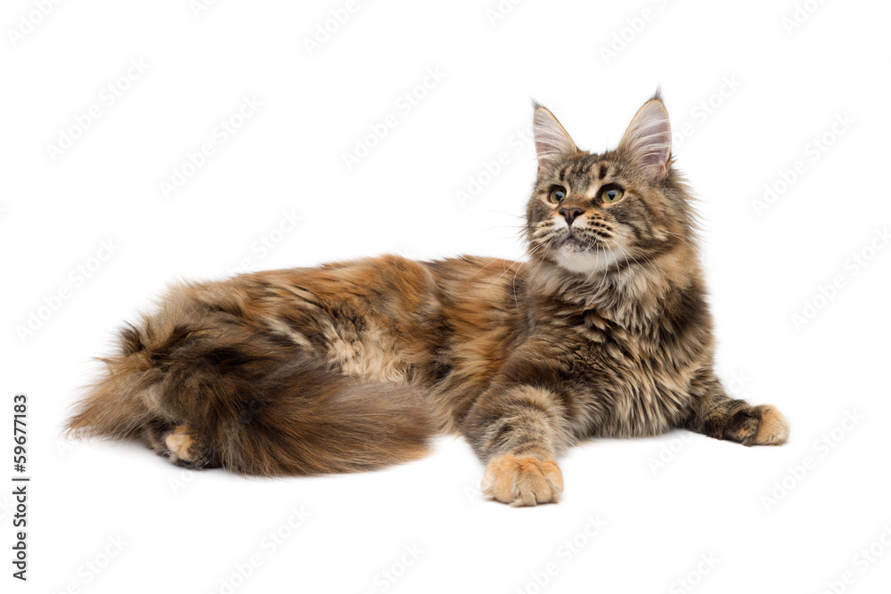 Cat breed Maine Coon