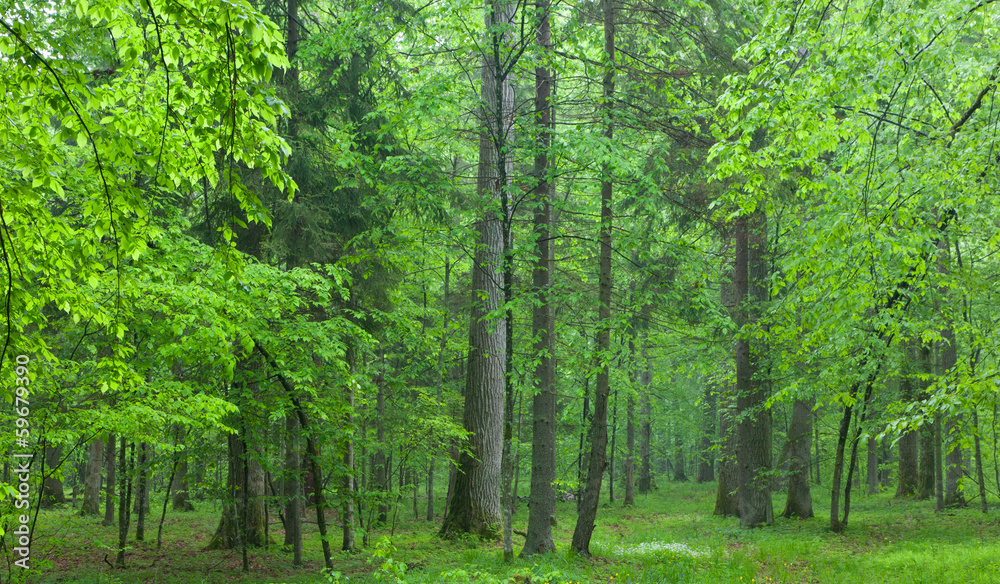 Old oaks in summer misty forest Old oaks in summer misty forest