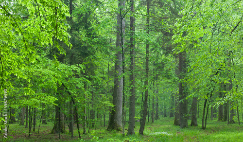 Old oaks in summer misty forest