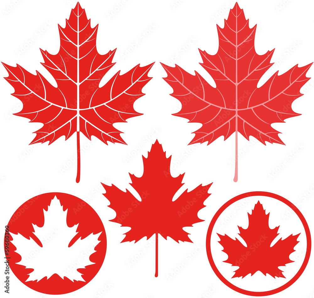 Fototapeta premium Maple leaf