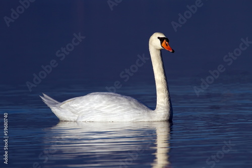 Fototapeta Naklejka Na Ścianę i Meble -  Mute swan on water