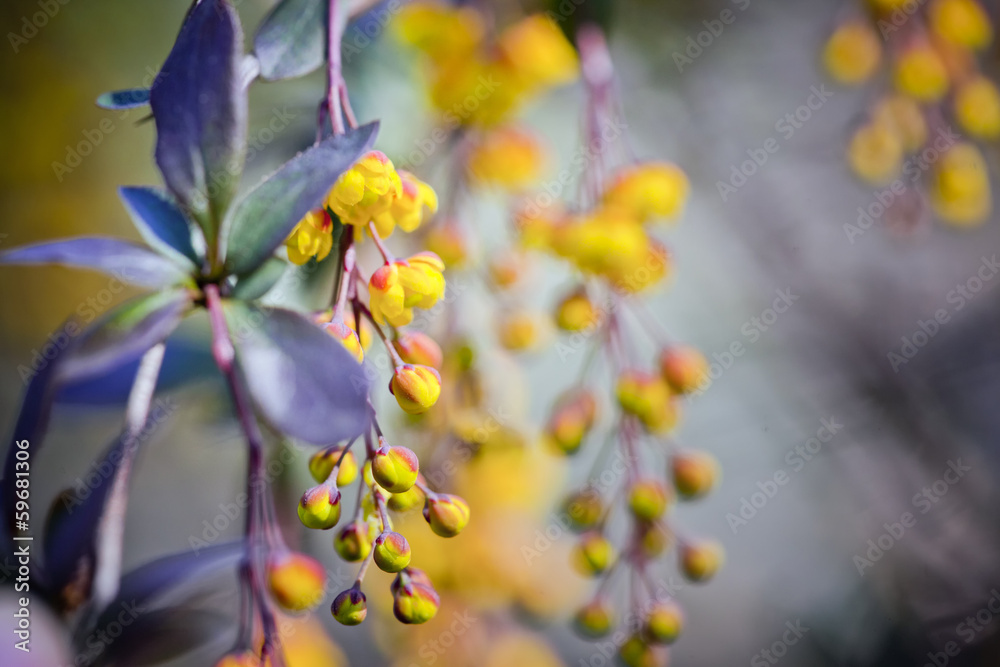 Berberis thunbergii flowers in the spring garden Berberis thunbergii flowers in the spring garden