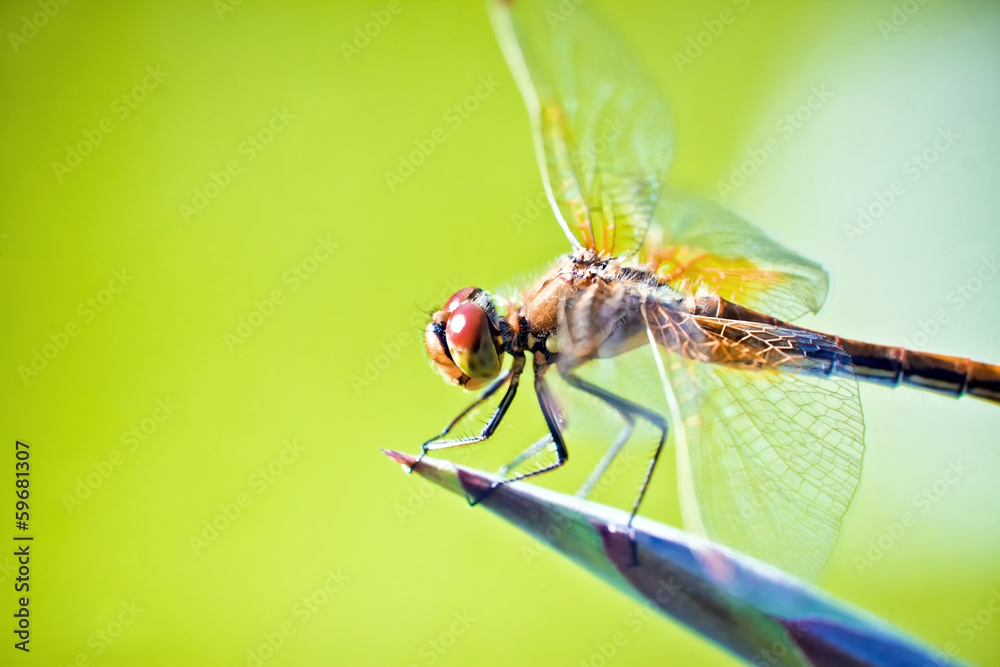 Orange Dragonfly on green background