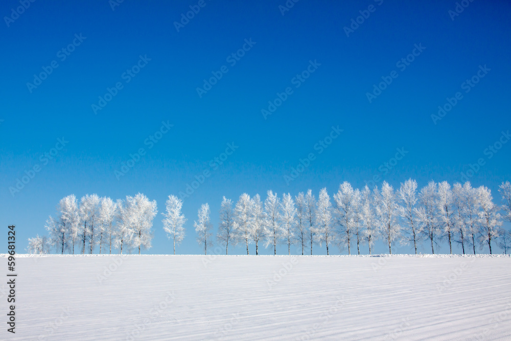 Obraz premium Rząd brzozy w śnieżnym polu