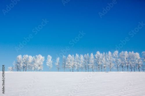雪原の白樺並木 photo