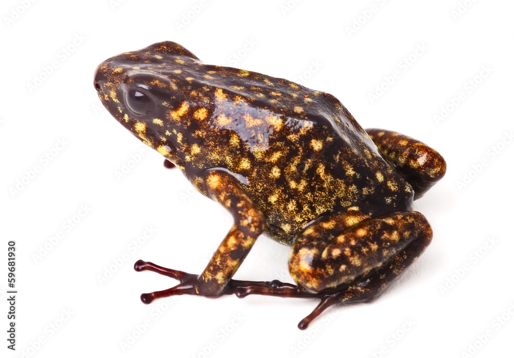 Obraz premium Poison arrow frog Peru