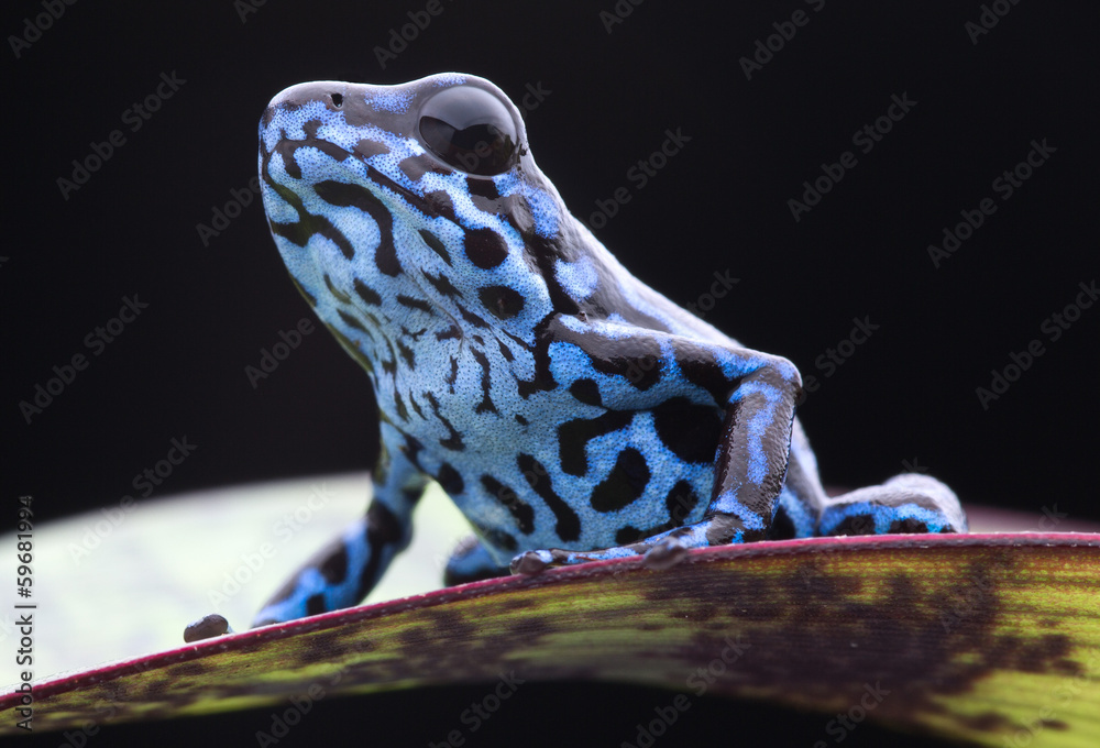 Fototapeta premium Blue strawberry poison dart frog