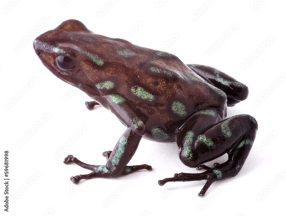 Obraz premium poison dart frog Panama