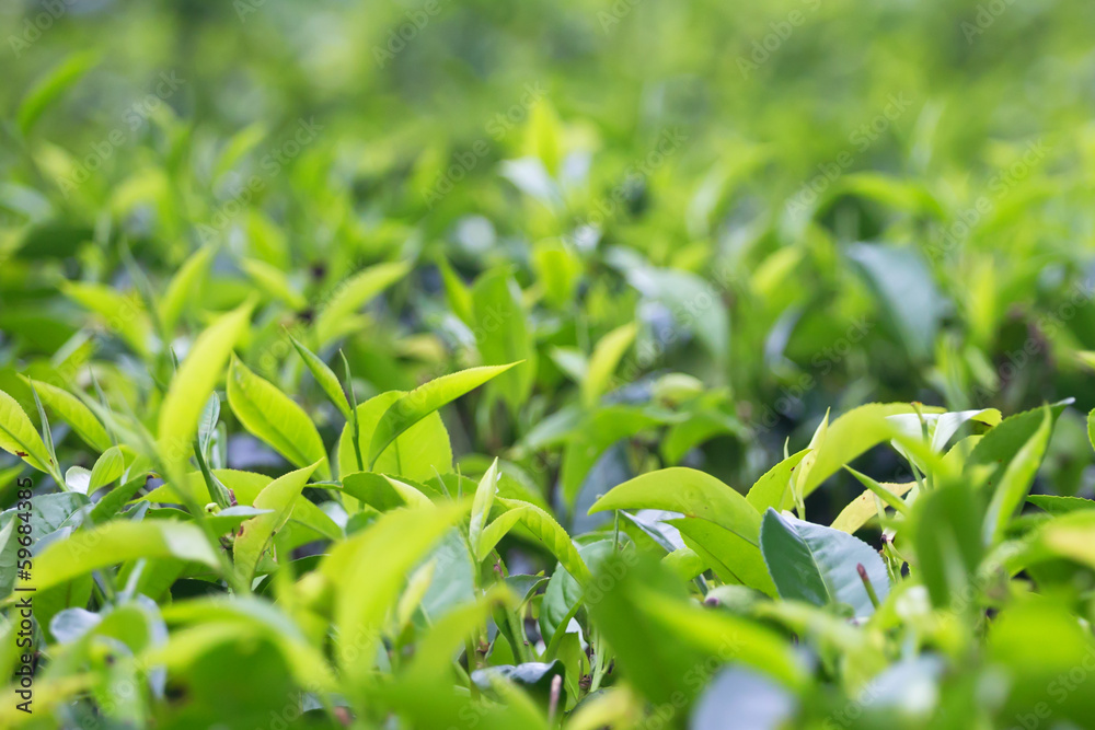 Fototapeta premium Tea