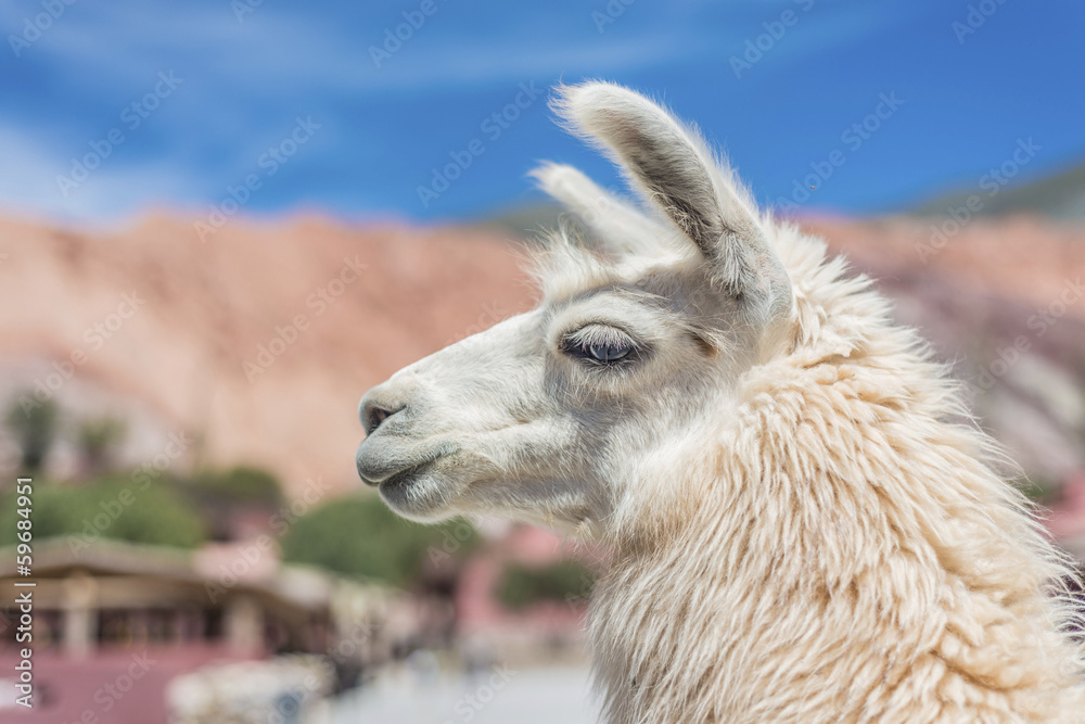 Obraz premium Llama in Purmamarca, Jujuy, Argentina.