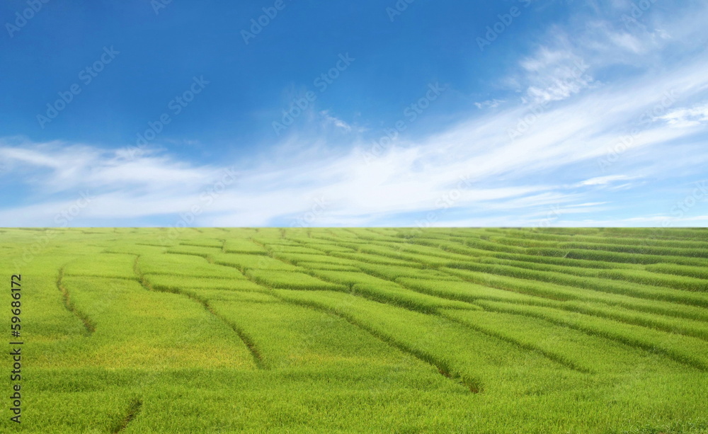 beautiful rice field and blue sky
