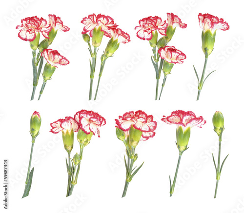 Carnation flowers © Lookinout