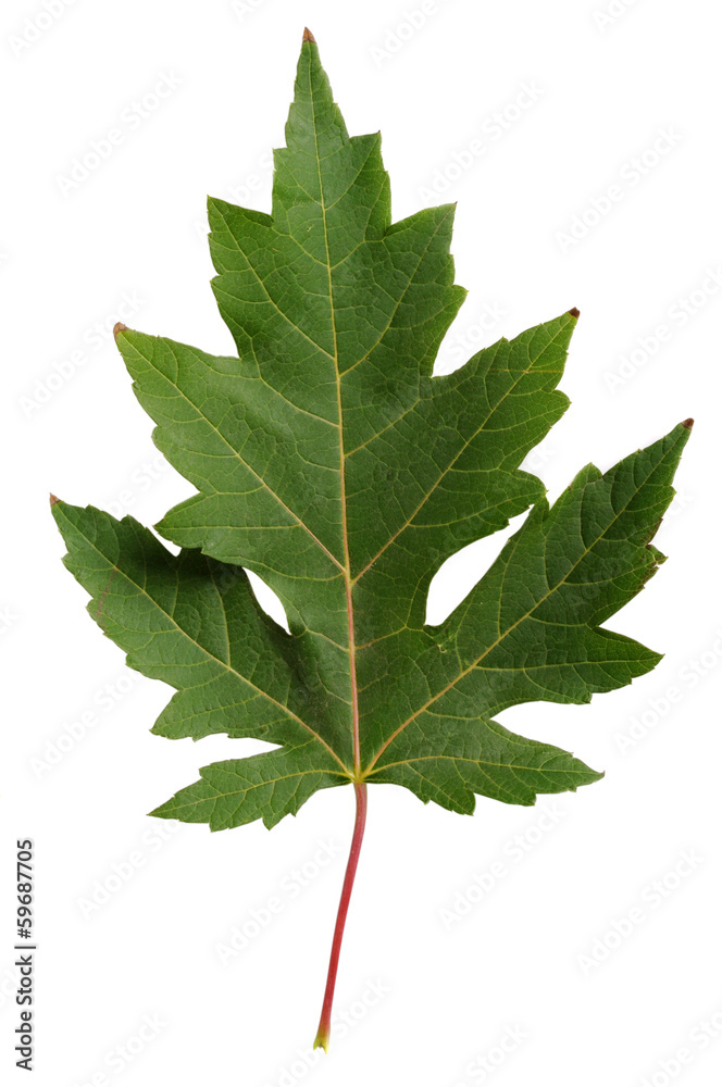 Green leaf Green leaf