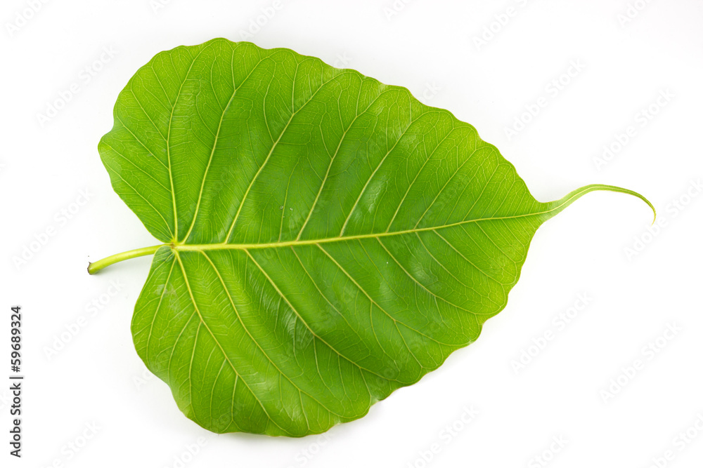 Obraz premium Leaves