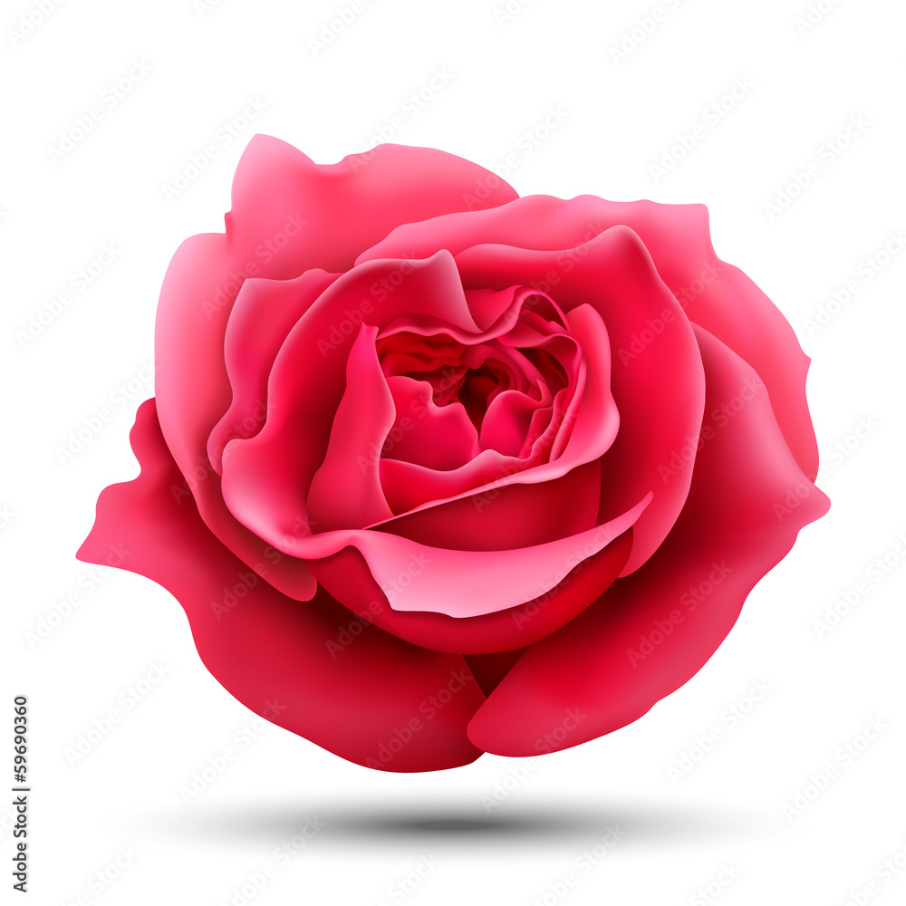Rose, vector illustration Rose, vector illustration