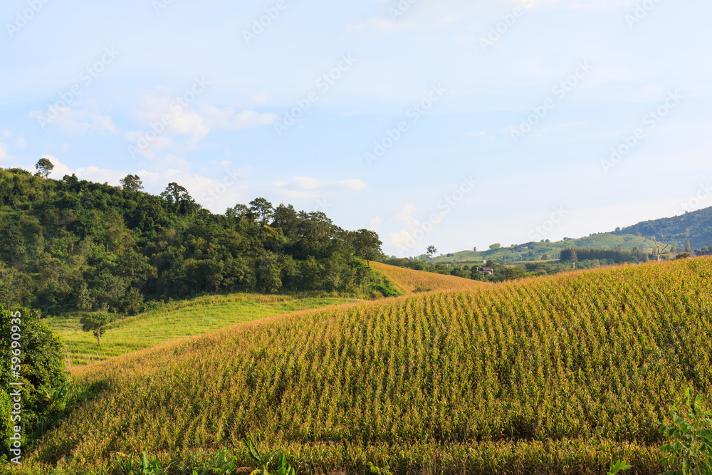 sweet corn field