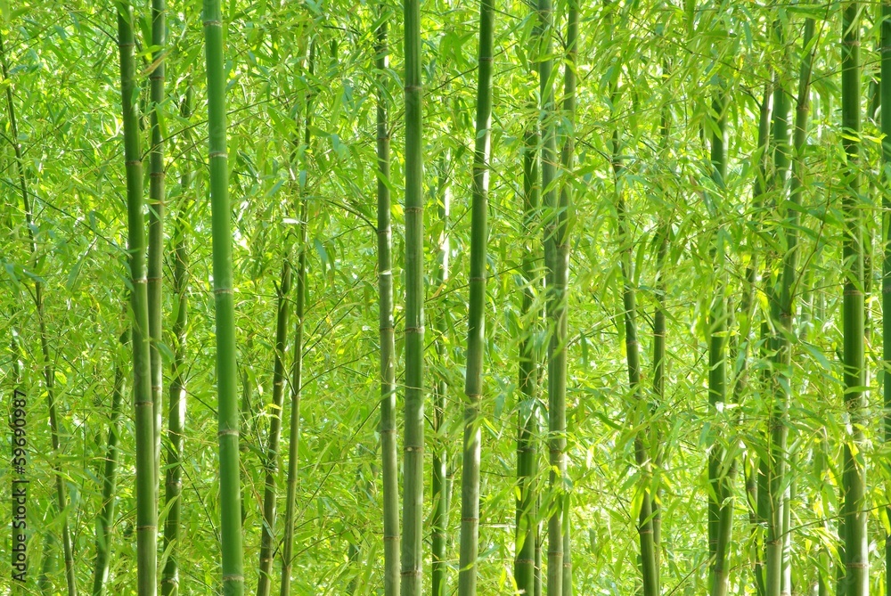 Obraz premium Zielony bambusowy las