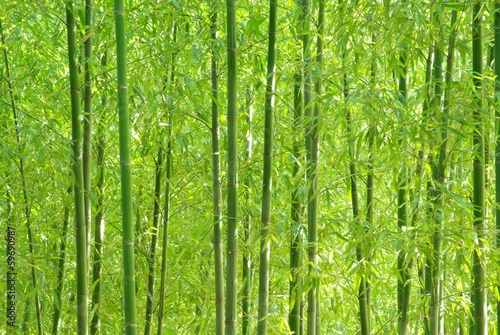 緑の竹林 © to35ke75