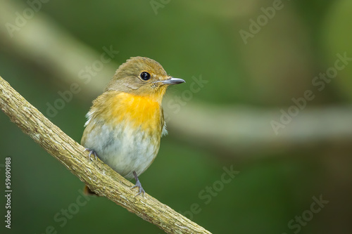 Female Hill Blue Flycatcher (Cyornis banyumas) in nature