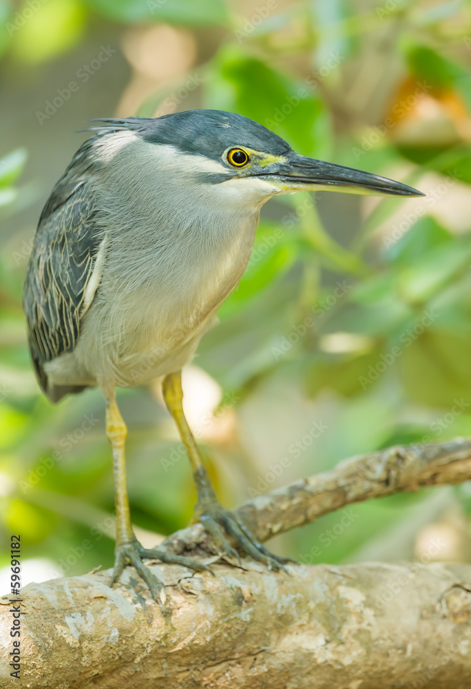 Tricky eye of Little Heron in nature of Thailand Tricky eye of Little Heron in nature of Thailand