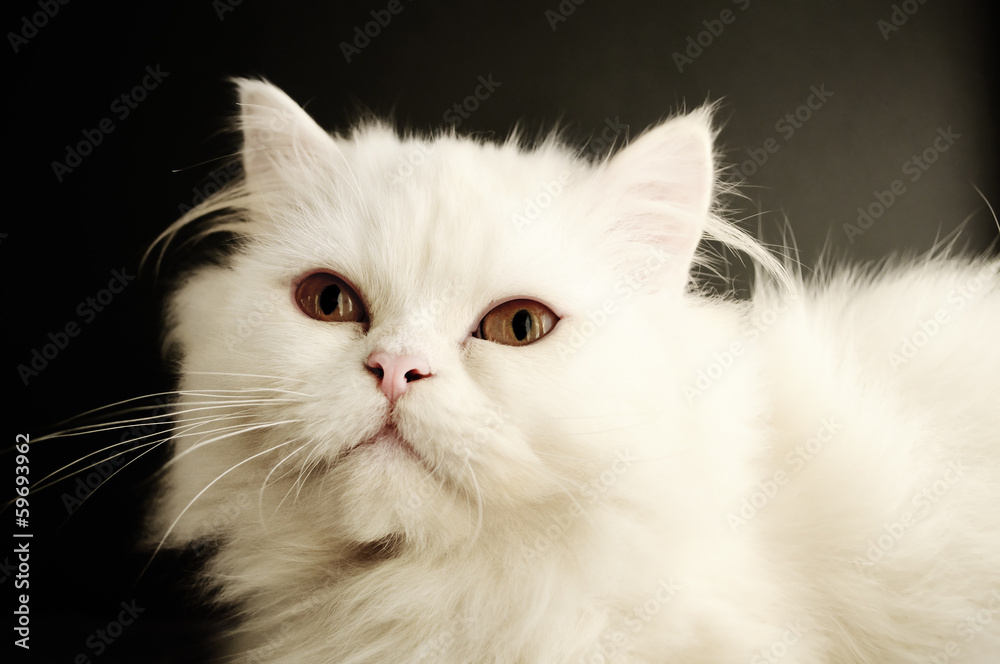 Fototapeta premium White Persian kitten