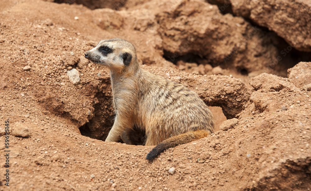 Fototapeta premium meerkat