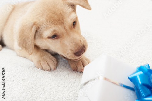 puppy and gift