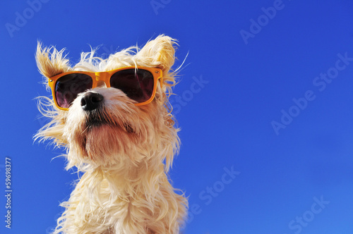 Hund mit sonnenbrille