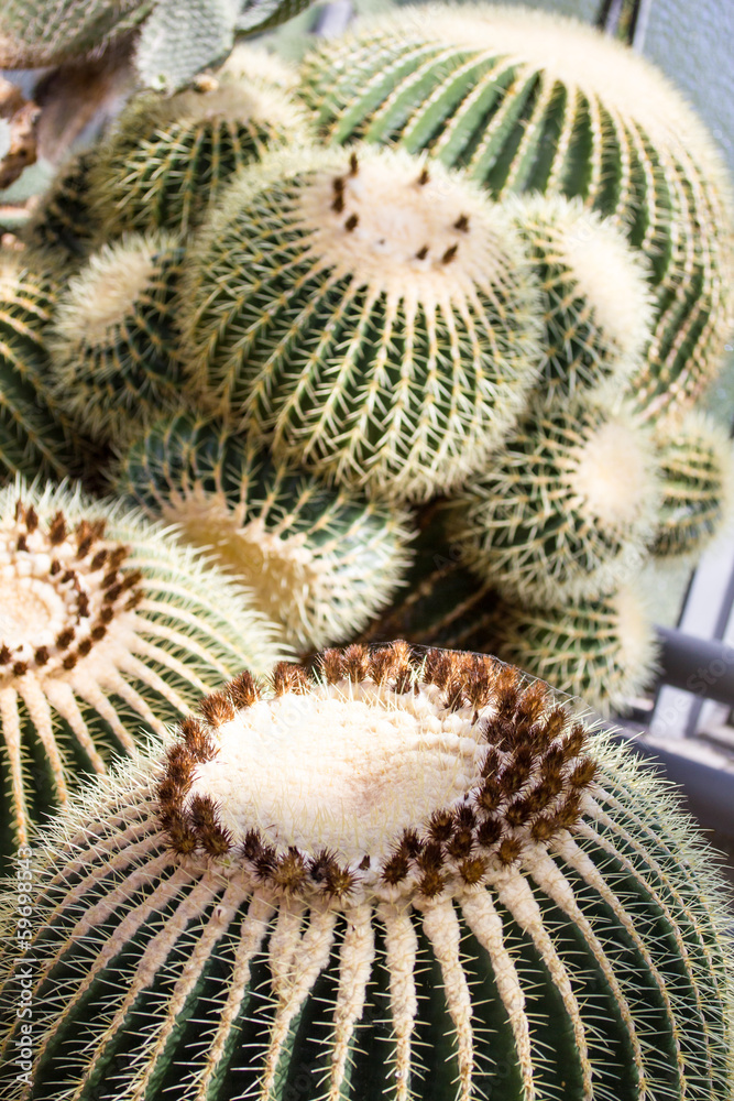 Echinocactus grusonii Echinocactus grusonii