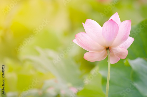 Morning lotus © ChenPG