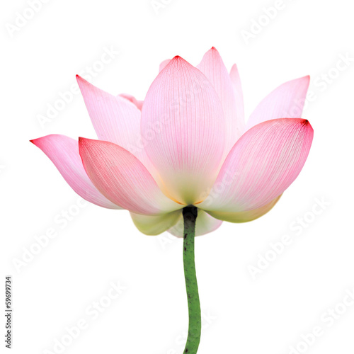 isolated lotus