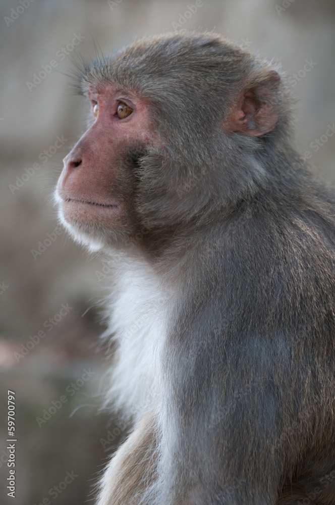 Macaque male portrait in Nepal temple having fun Macaque male portrait in Nepal temple having fun