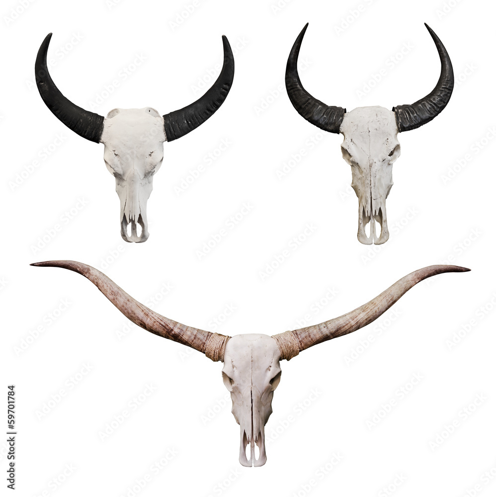 Fototapeta premium Skull of ox, cow or bulls head