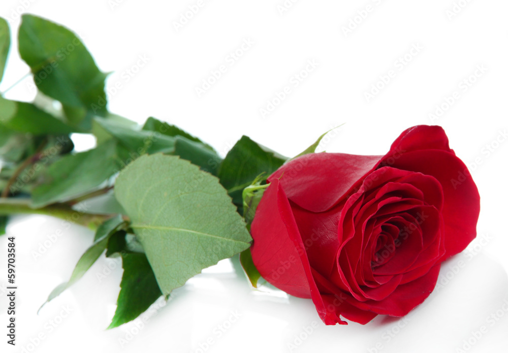 Naklejka premium Red rose isolated on white