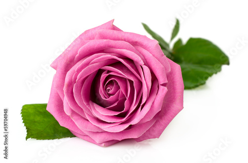 single pink rose