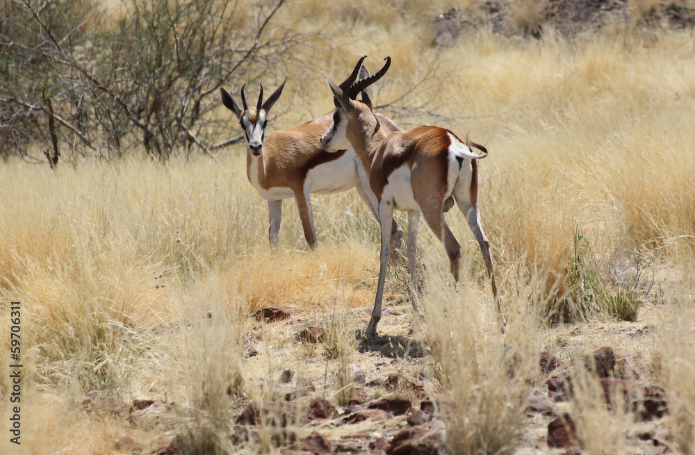 Antilope Antilope