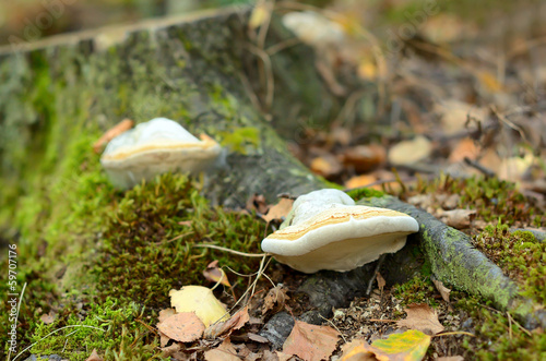 Fomes fomentarius mushrooms photo