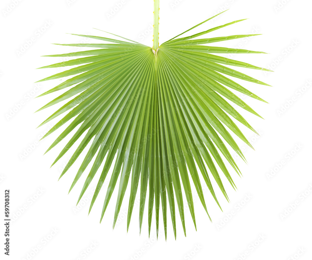 Palm leaf. - obrazy, fototapety, plakaty 