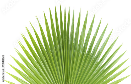 Palm leaf.