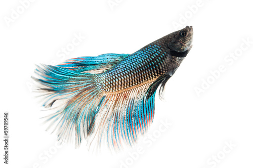 betta fish