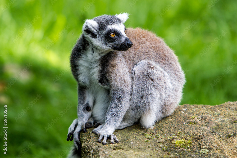 Ring-tailed lemur