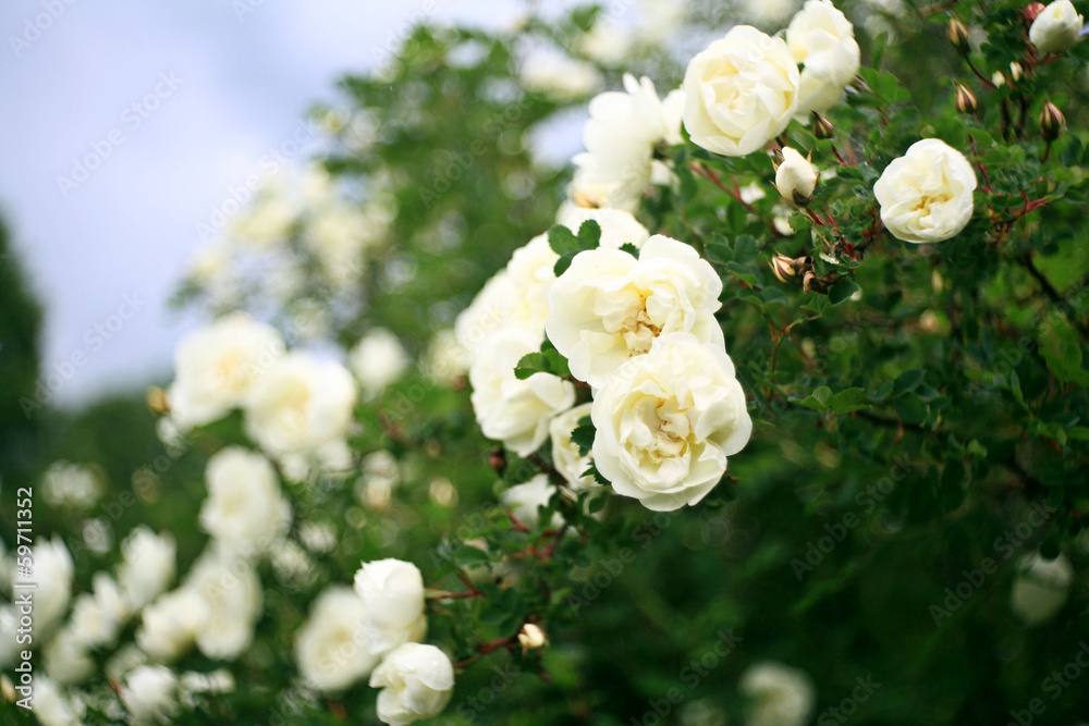Fototapeta premium bushes of white roses, soft effect